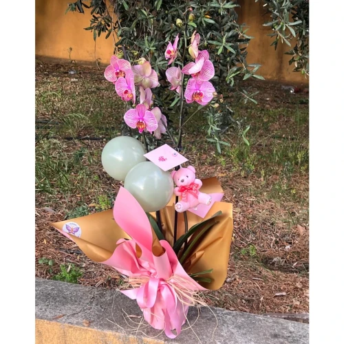 Pembe Orkide